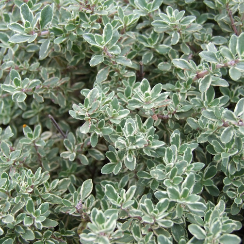 Thymian II