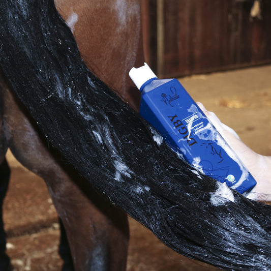 Digby-shampoo-hest