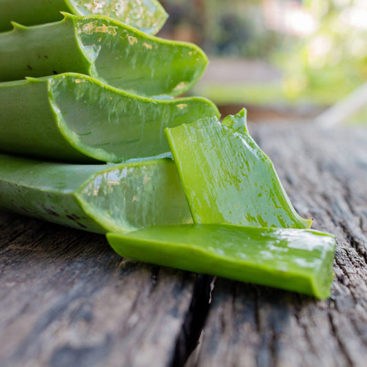 Aloe-Vera_Galleri-1024×1024