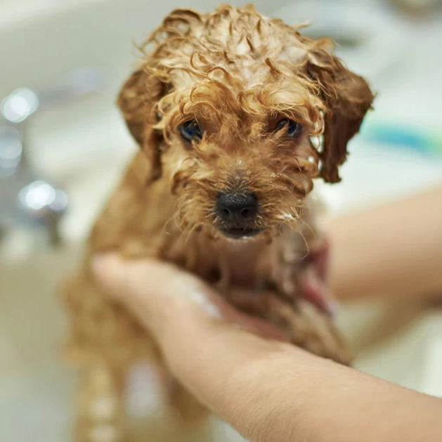 puppy-getting-a-bath.jpg