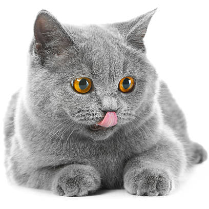 Katze Skaga öl