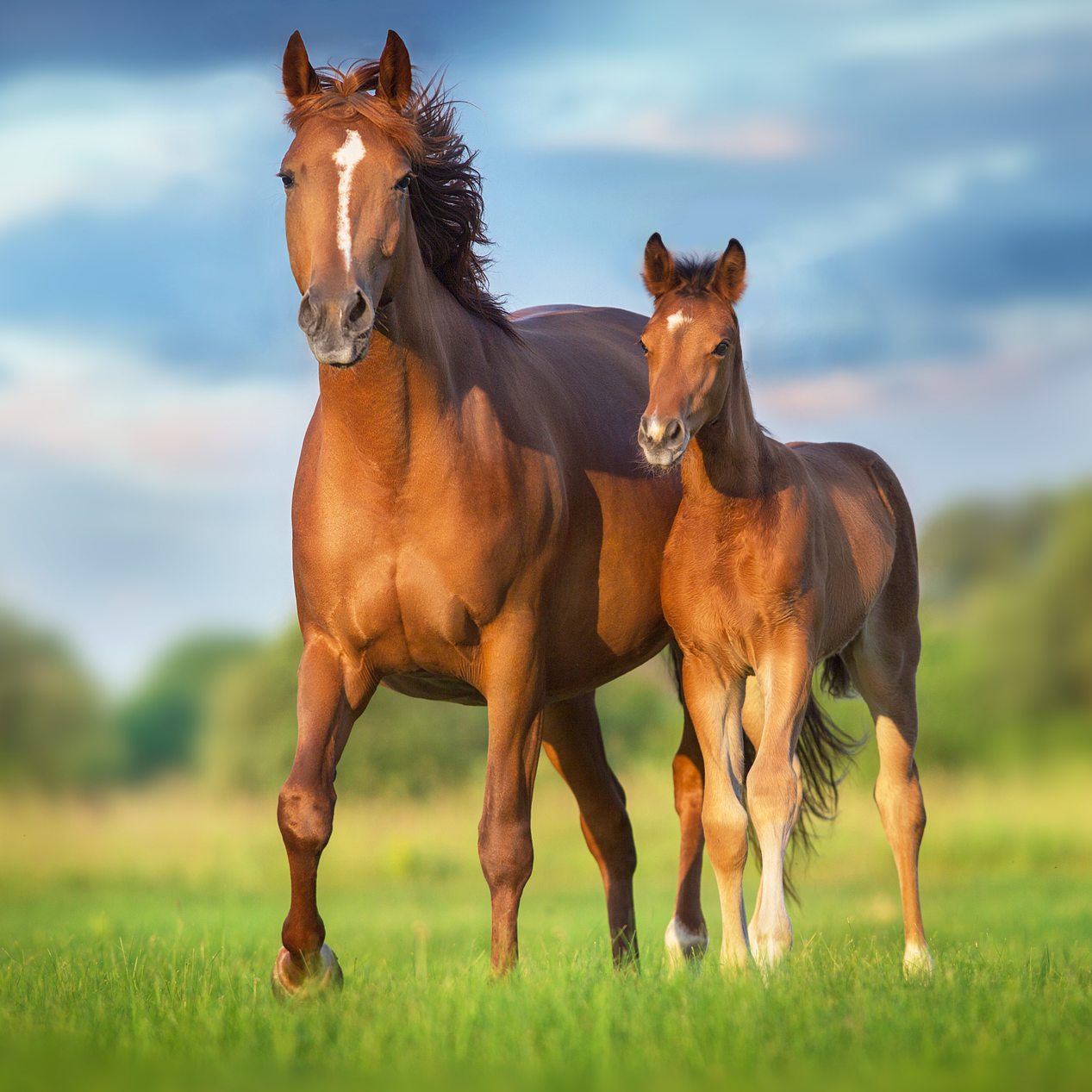 Nobel VITAMIN B-COMPLEX, 1 Liter