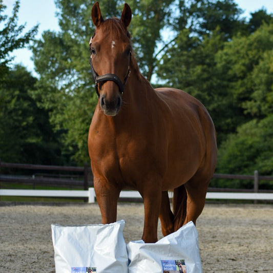 SCHNÄPPCHEN-GLÜCK MAGENFIT