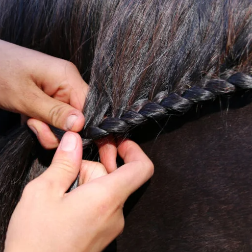 SCHNÄPPCHEN-GLÜCK - Turnier Grooming-Set