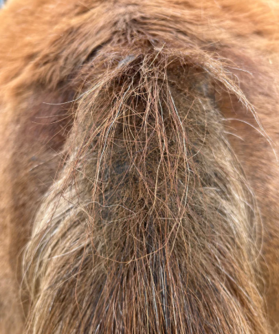 SCHNÄPPCHEN-GLÜCK - Alles für den EKZEMER